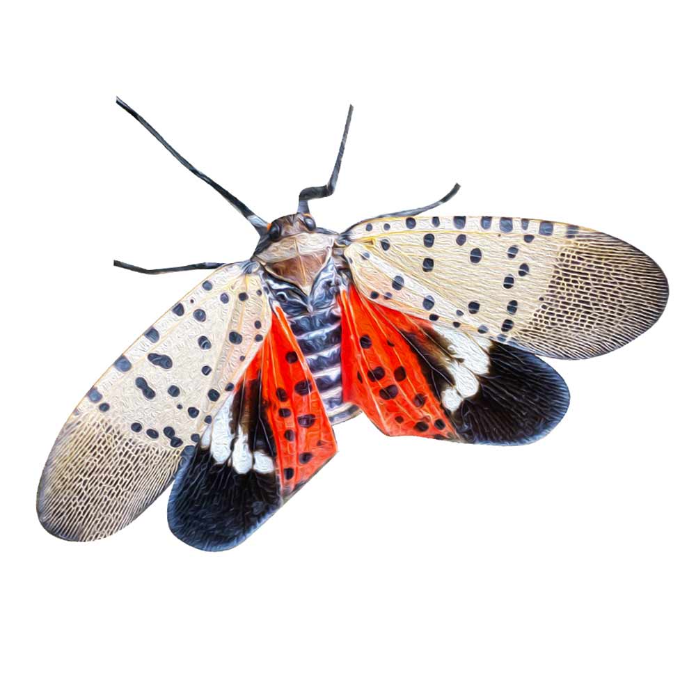 spotted lanterfly
